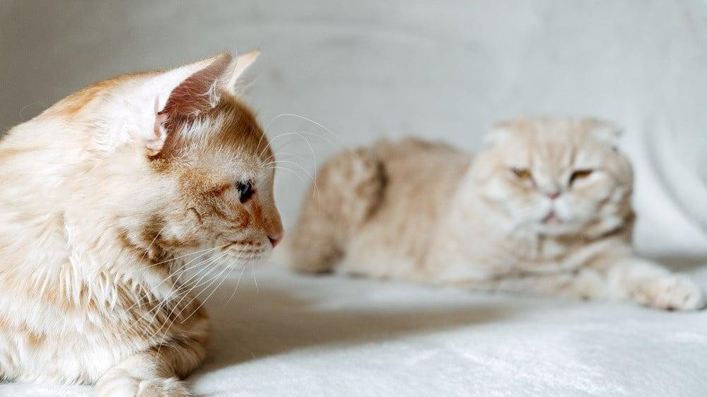 كيفية التعامل مع القطط الجديدة في المنزل: لضمان راحة وسلام القط