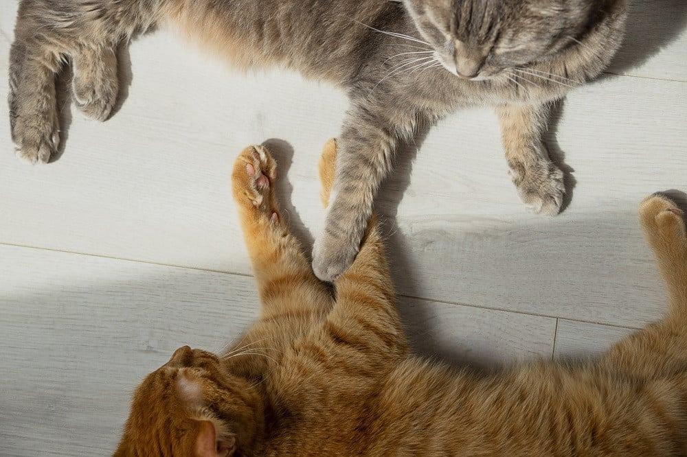 اهم 5 خطوات توضح لك كيفية تعارف القطط على بعضها