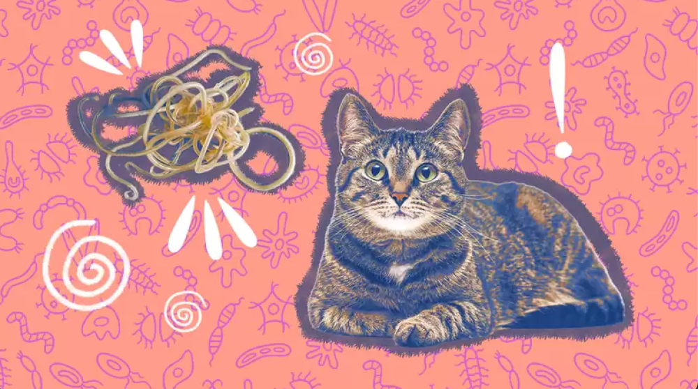 بالصور: تعرف على ديدان القطط وأسبابها وكيفية علاجها