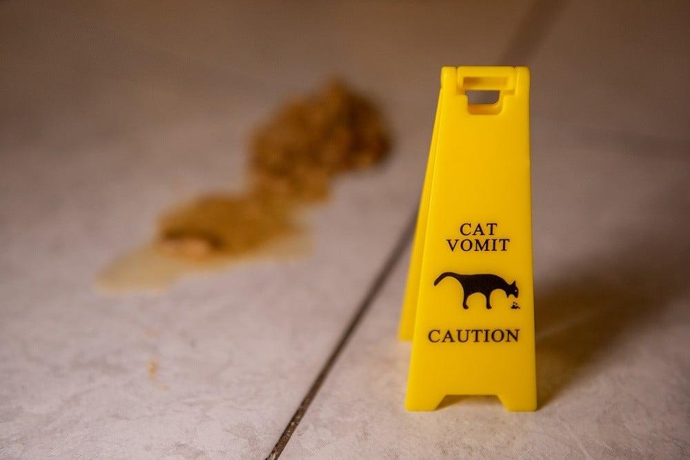 كل ما تحتاج معرفته عن استفراغ القطط وأفضل طرق التعامل معه