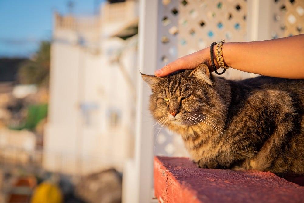 سلوكيات القطط: كيف تفهم قطتك وتتواصل معها بذكاء؟