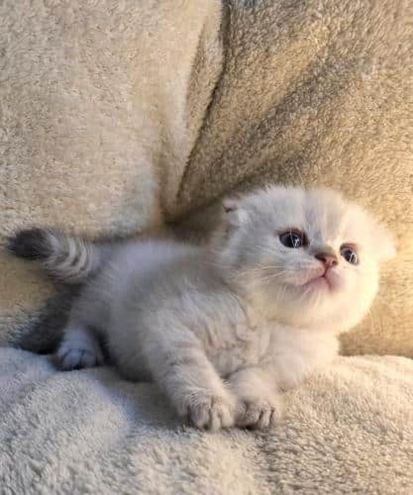 دراي فود للقطط الصغيرة (كيتن): دليل للتغذية السليمة في السعودية