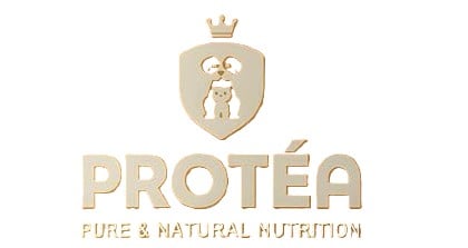 Protea