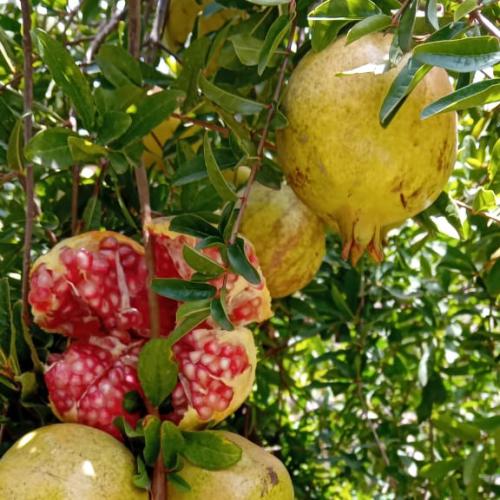 6 كيلو حبات متوسطه