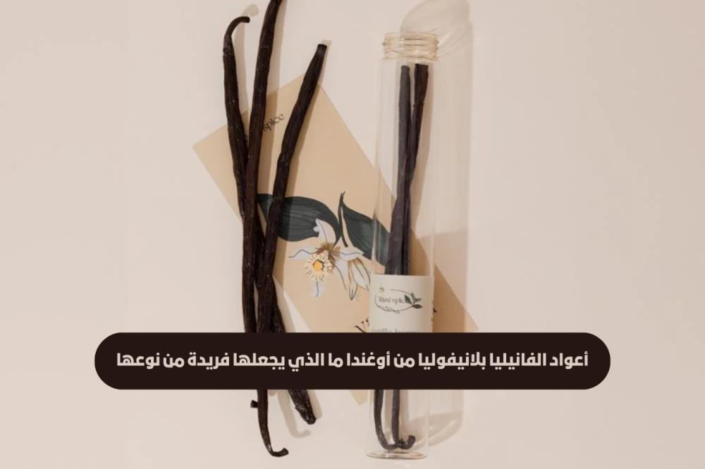 أعواد الفانيليا بلانيفوليا من أوغندا ما الذي يجعلها فريدة من نوعها