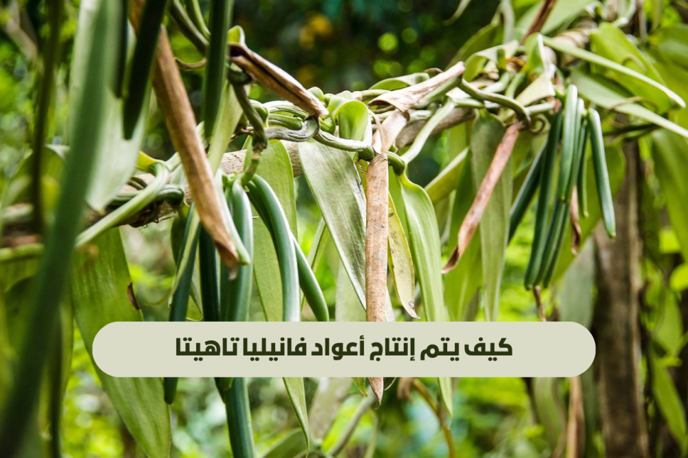 كيف يتم إنتاج أعواد فانيليا تاهيتا؟ رحلة من الزراعة إلى المائدة