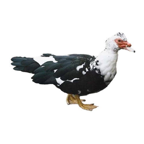 بط طازج