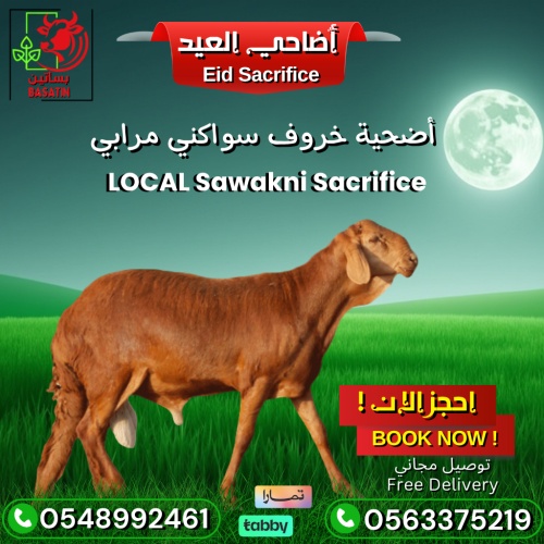 أضحية خروف سواكني وسط بين (14 الى 18) كيلو