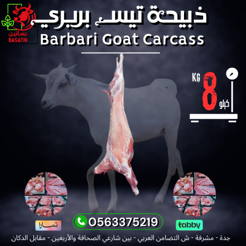 ذبيحة تيس بربري 8 كيلو