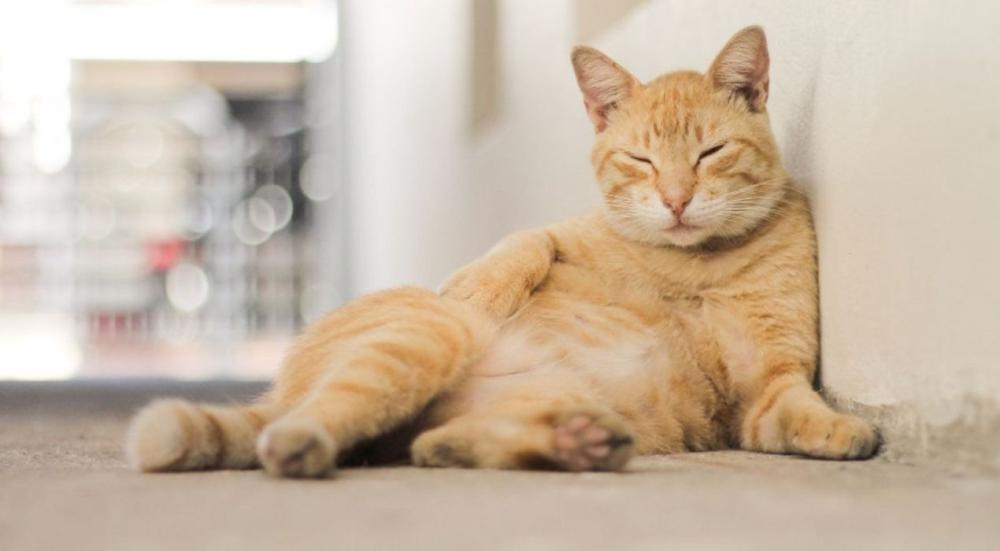 هل مكافآت القطط تسبب السمنة