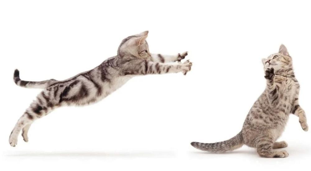 سبب ركض القطط المفاجئ