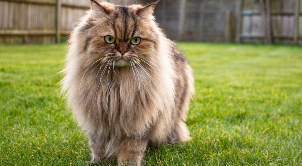 علامات الشيخوخة عند القطط