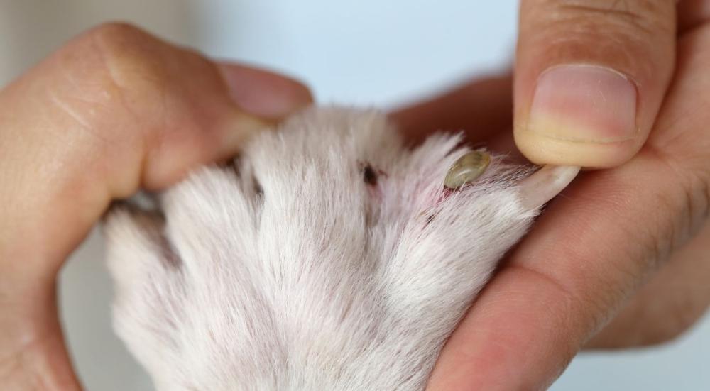 حشرات القطط