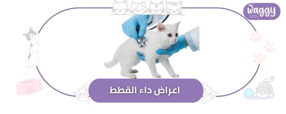 أعراض داء القطط