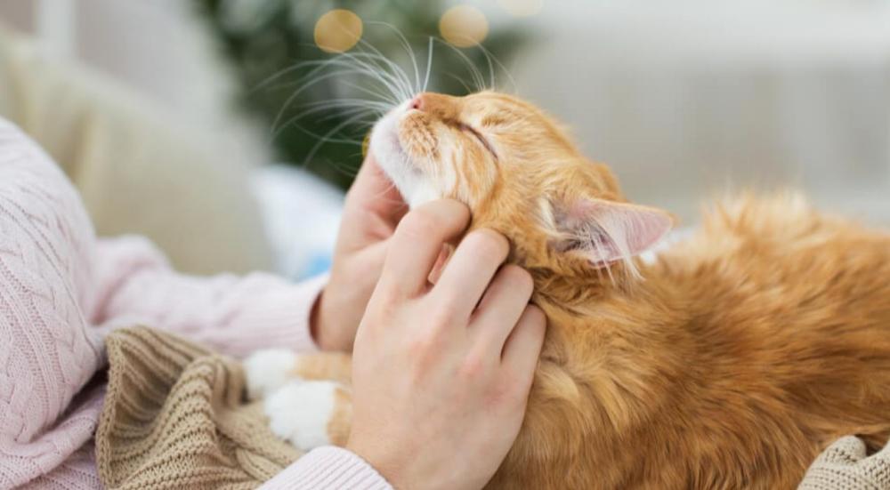 كيف تجعل القط يأتي إليك بسهولة