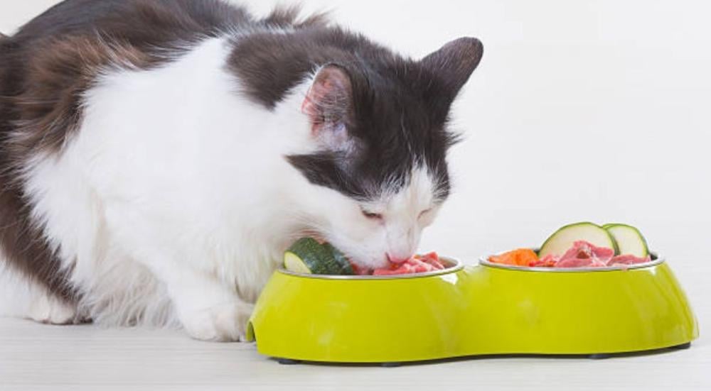 اكل للقطط المعقمة