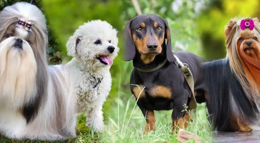 أفضل انواع الكلاب الصغيرة