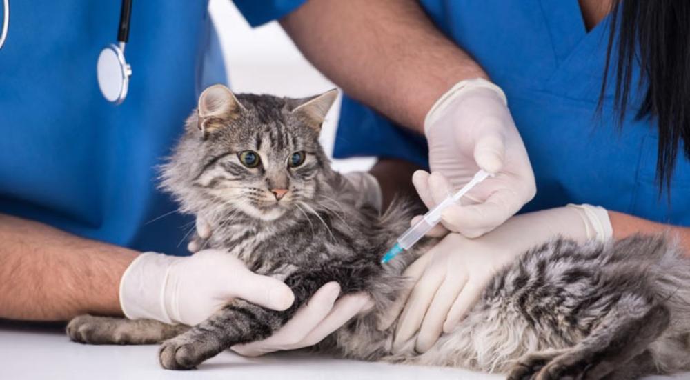 كل ما يخص جدول تطعيمات القطط وأهم اللقاحات الأساسية