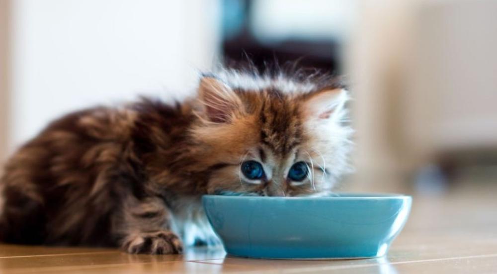 ماذا تأكل القطط في عمر الشهر