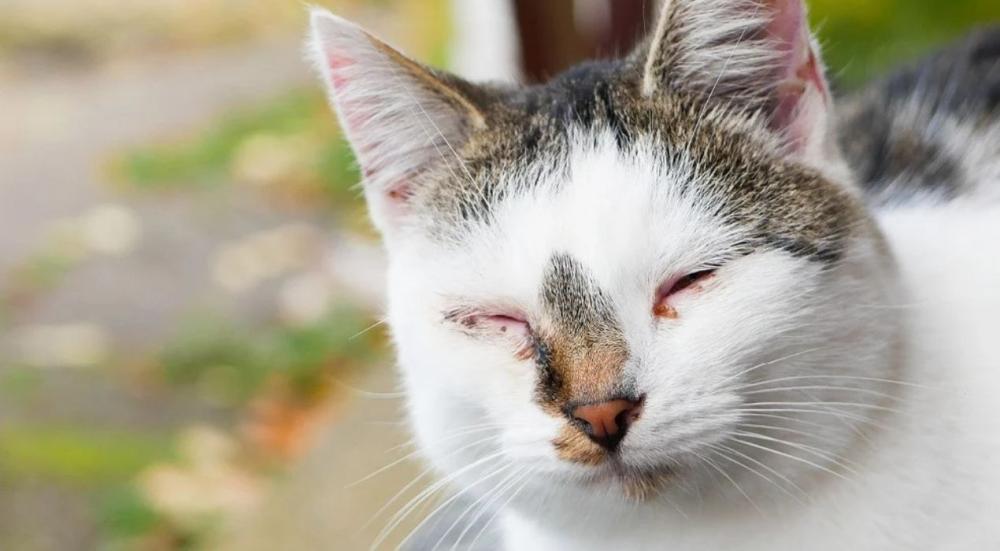 طاعون القطط