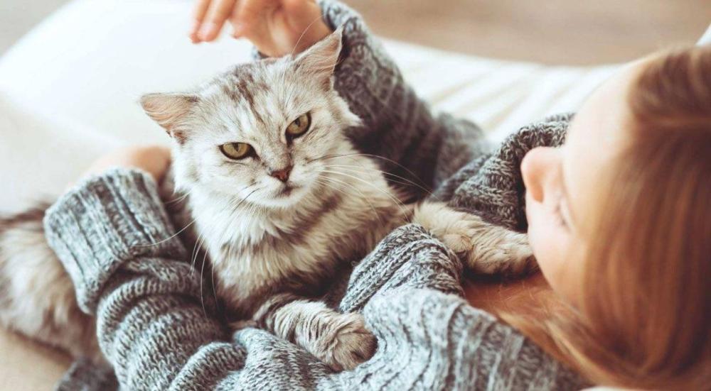 تربية القطط في المنزل