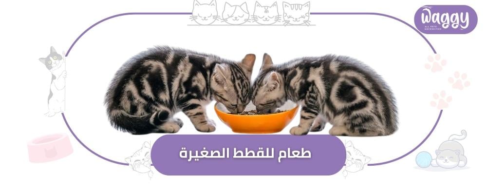 أفضل أنواع طعام القطط الصغيرة