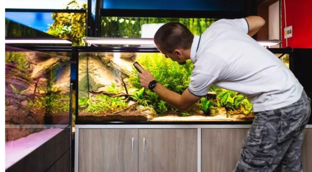 تنظيف حوض السمك