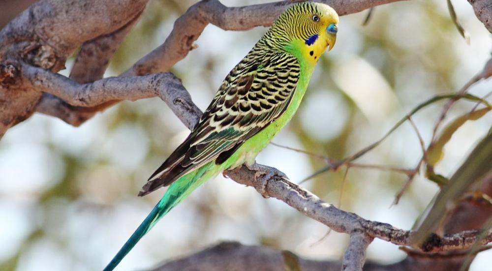 اكل طيور البادجي