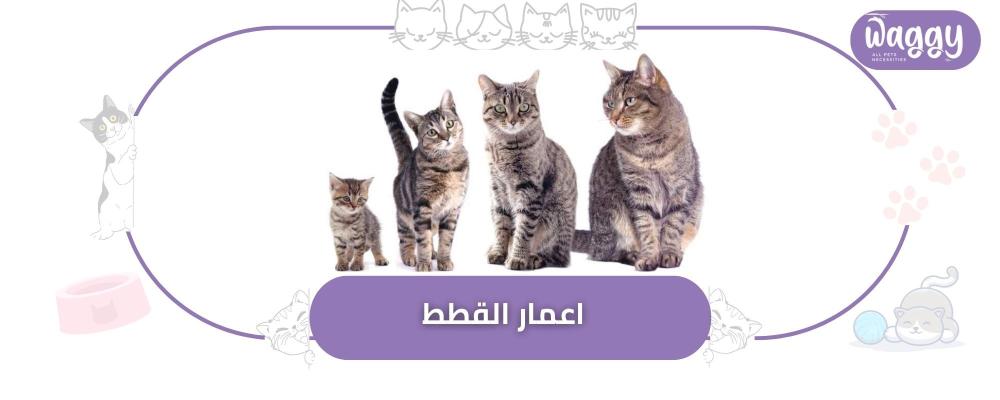 اعمار القطط