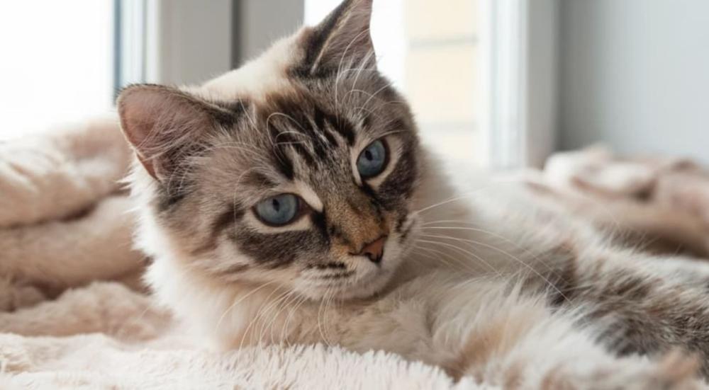 قص شعر القطط