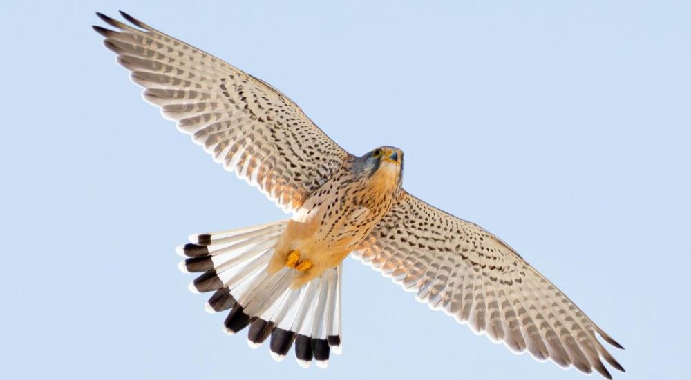 أفضل انواع الطيور