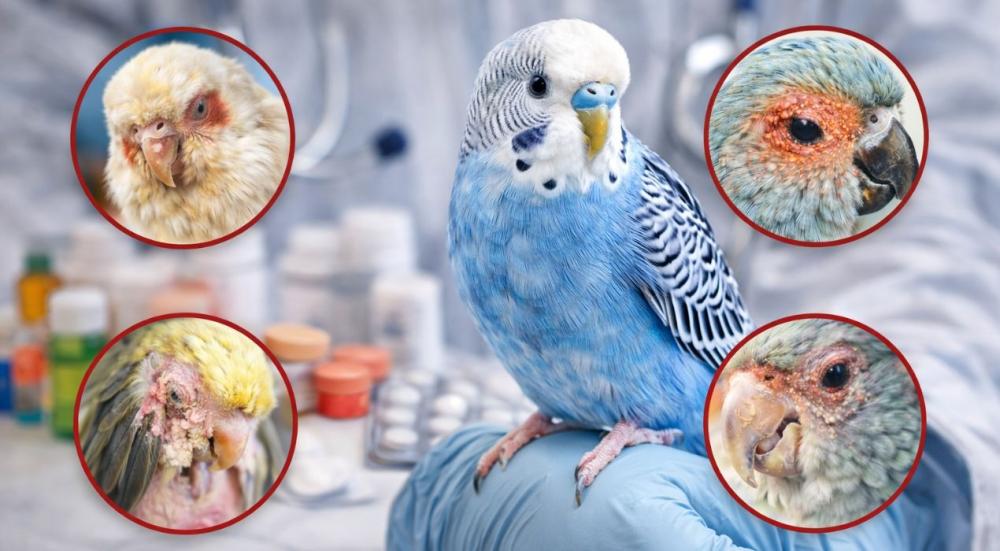 أمراض الطيور