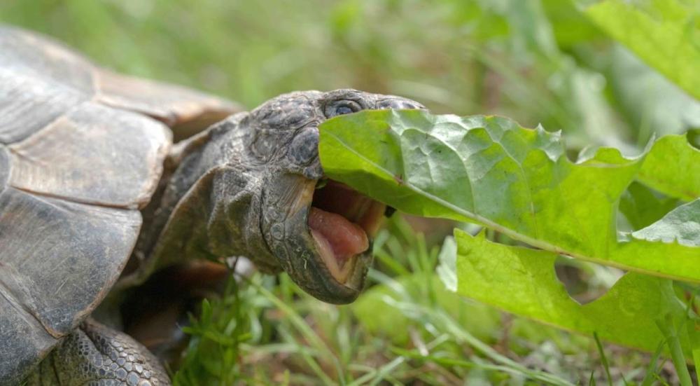 انواع اكل السلاحف