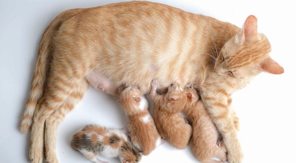 مدة حمل القطط