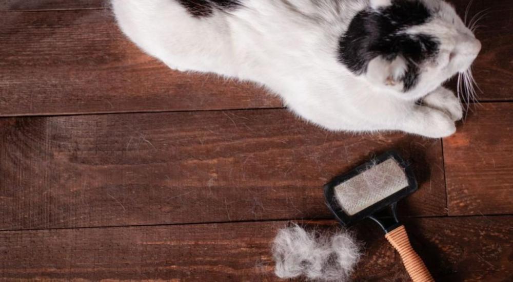 تساقط شعر القطط