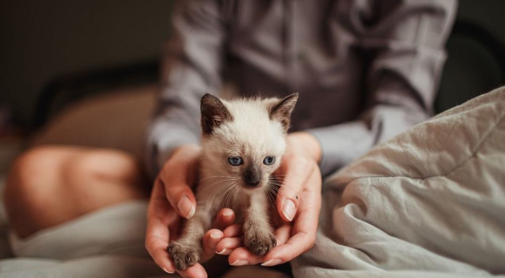 أعمار القطط