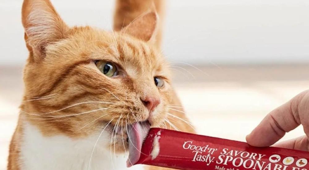 أفضل مكافأة للقطط