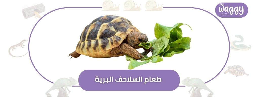 أفضل طعام للسلاحف البرية