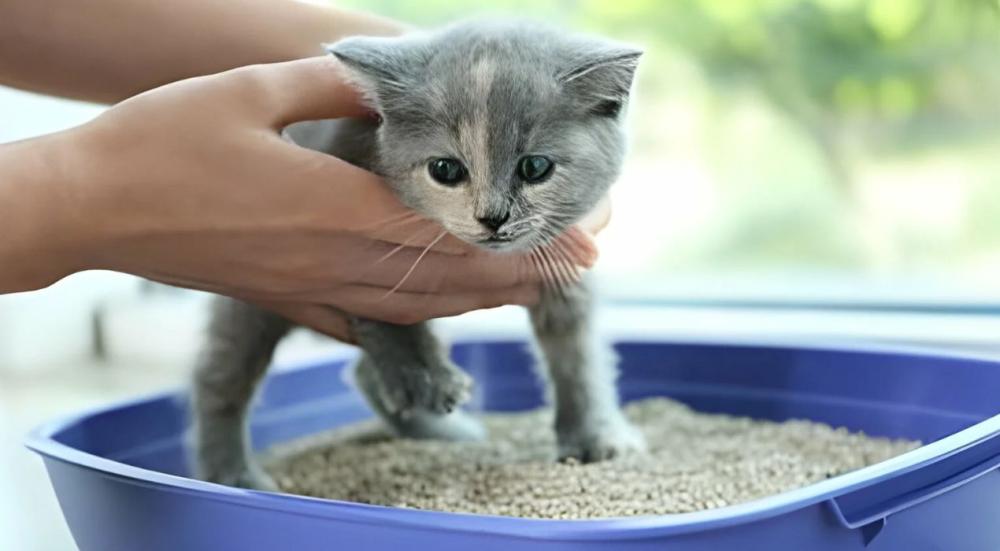 طريقة تنظيف صندوق الرمل