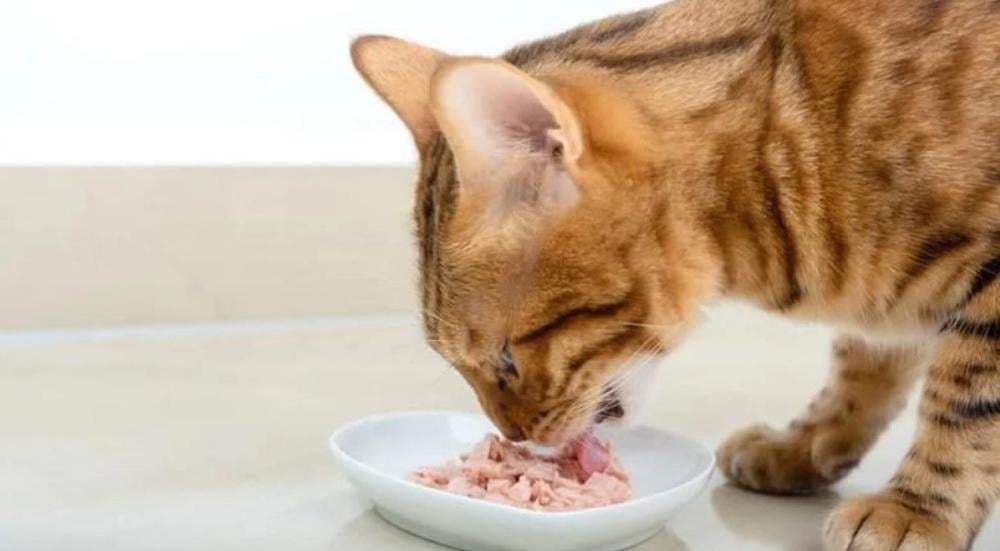 أفضل اكل رطب للقطط