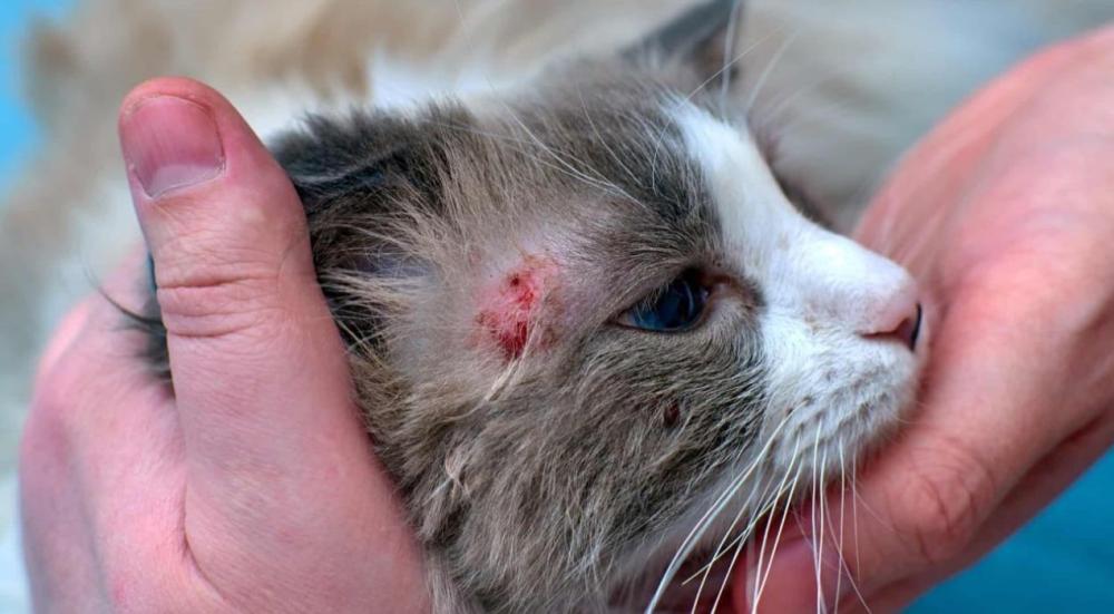 علاج تساقط شعر القطط