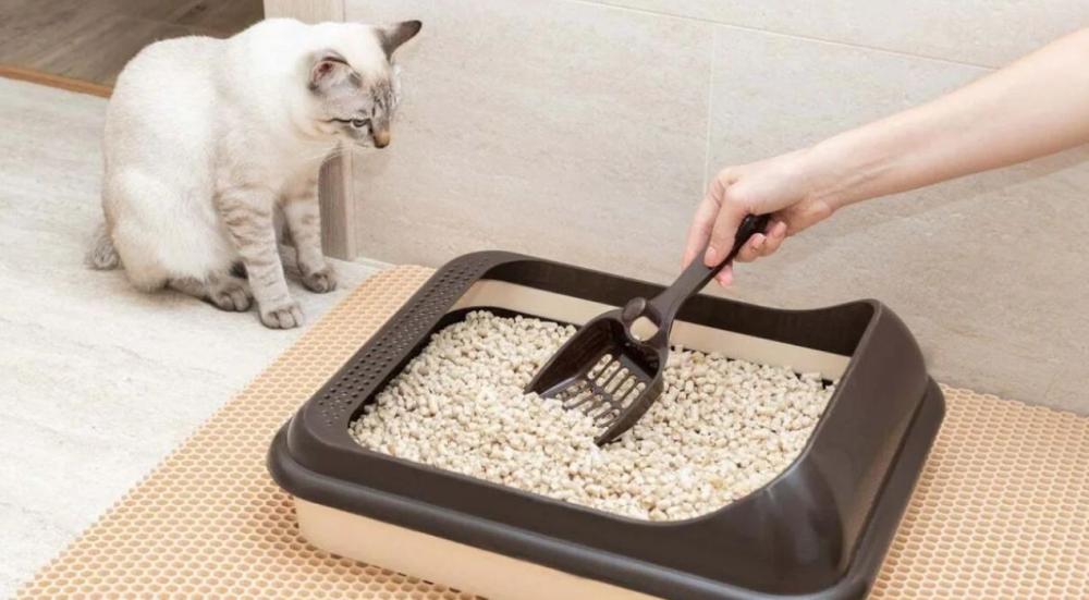 مقارنة رمل القطط