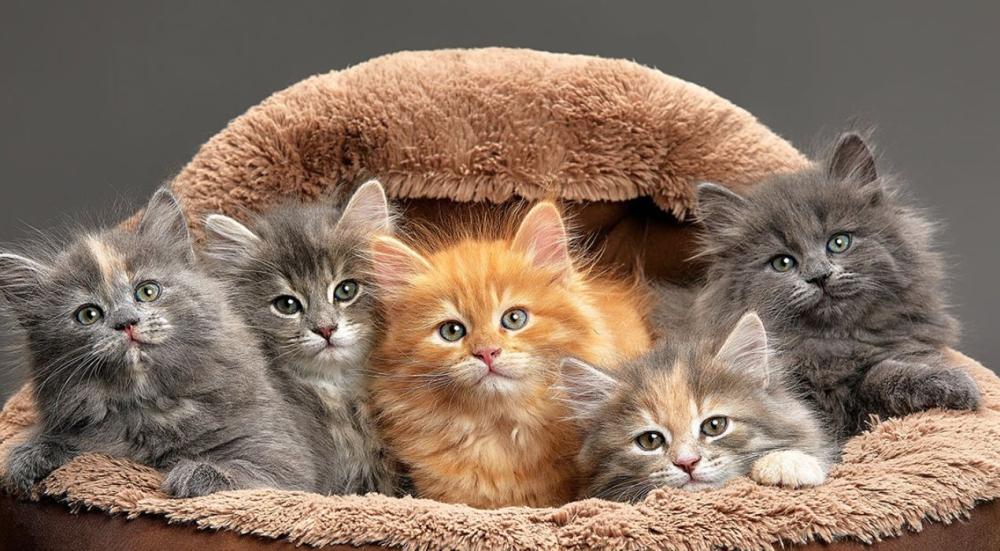 أنواع القطط المنزلية