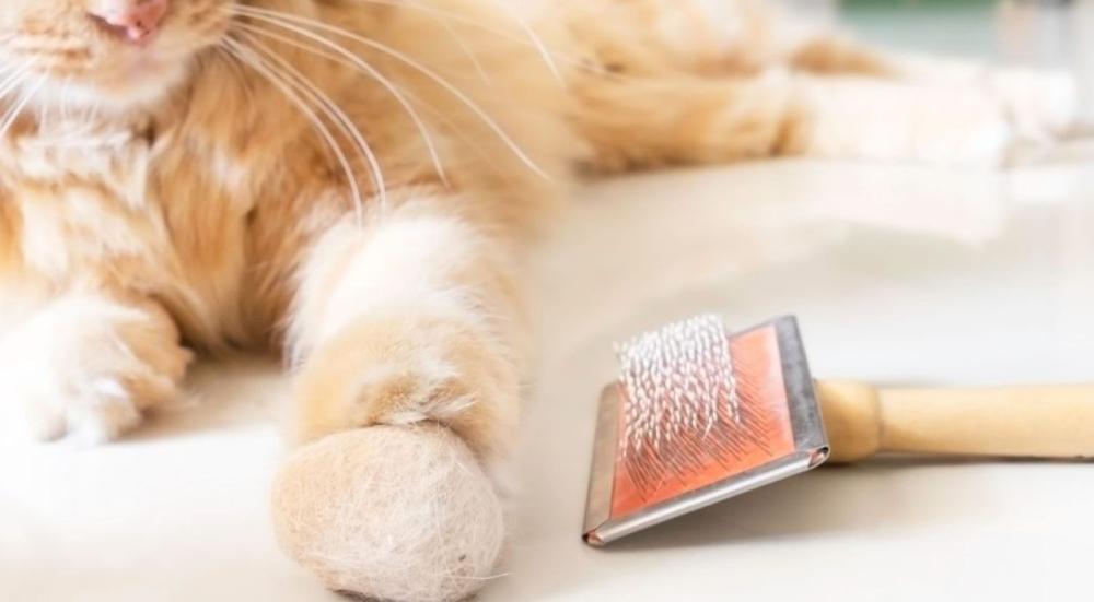 علاج كرات الشعر عند القطط