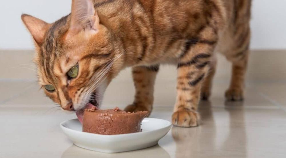 الأطعمة المفيدة للقطط