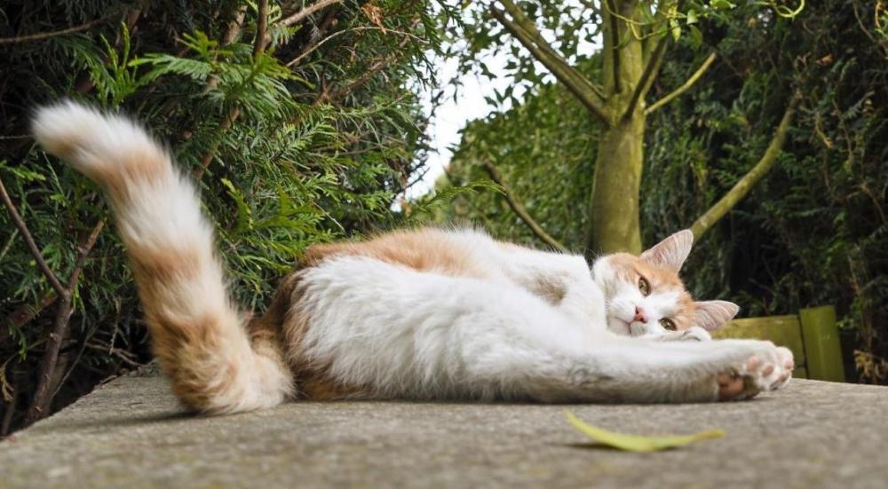 رفع الذيل عند القطط