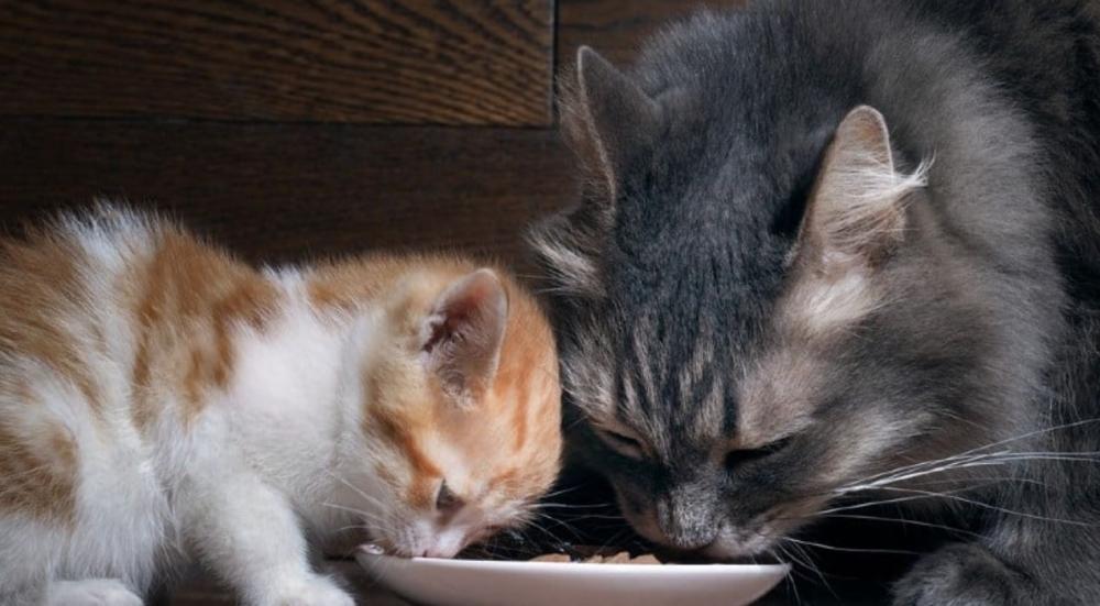 فيتامينات للقطط المرضعة