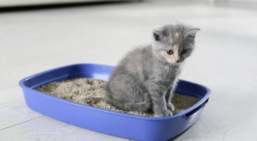 انواع رمل القطط