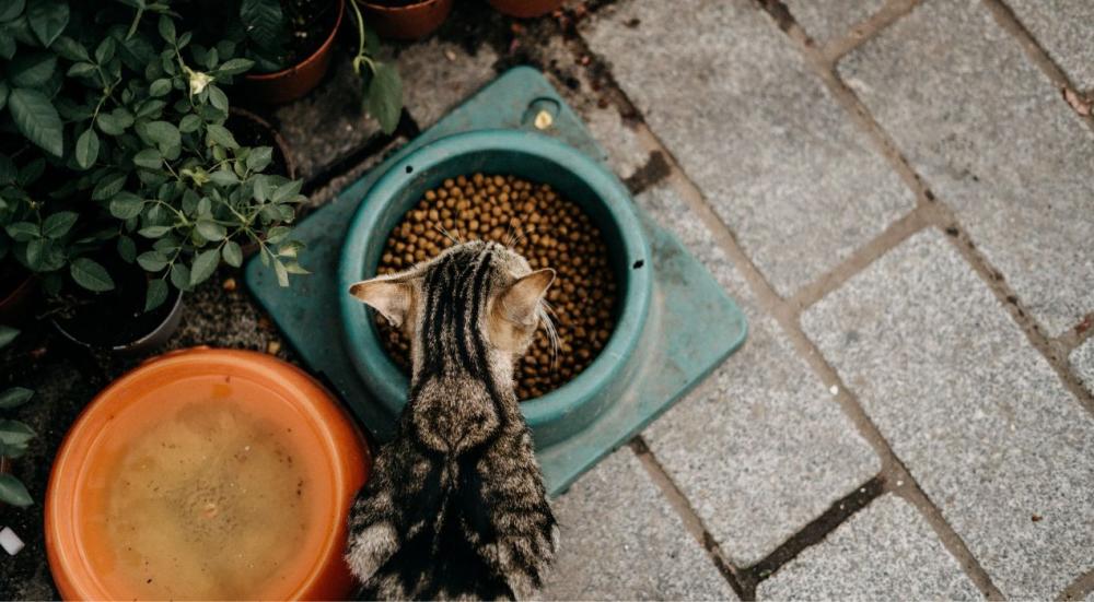 أفضل طعام رطب للقطط