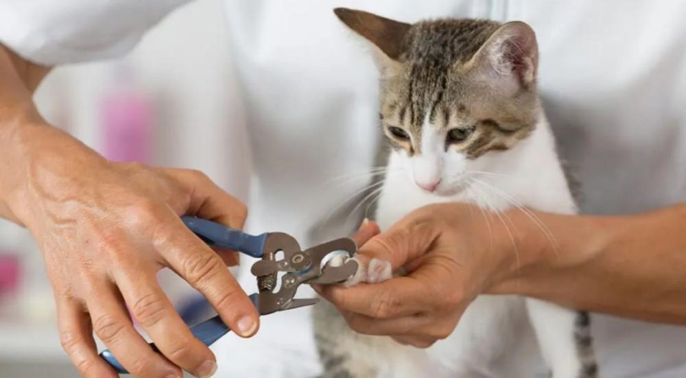 أدوات تنظيف الحيوانات الأليفة